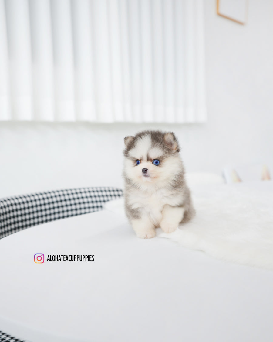 Elsa [TEACUP POMSKY]