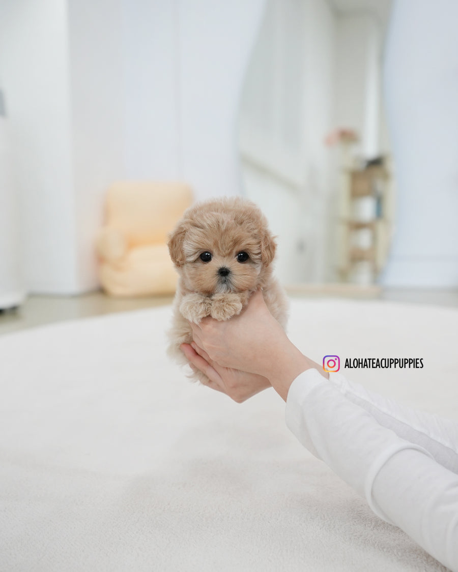 Rose [TEACUP MALTIPOO]