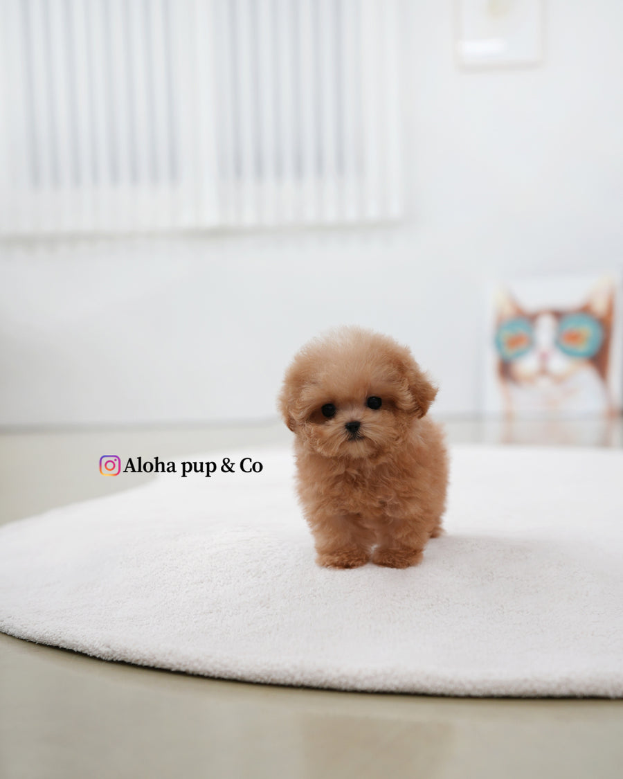 Muffin [TEACUP POODLE]