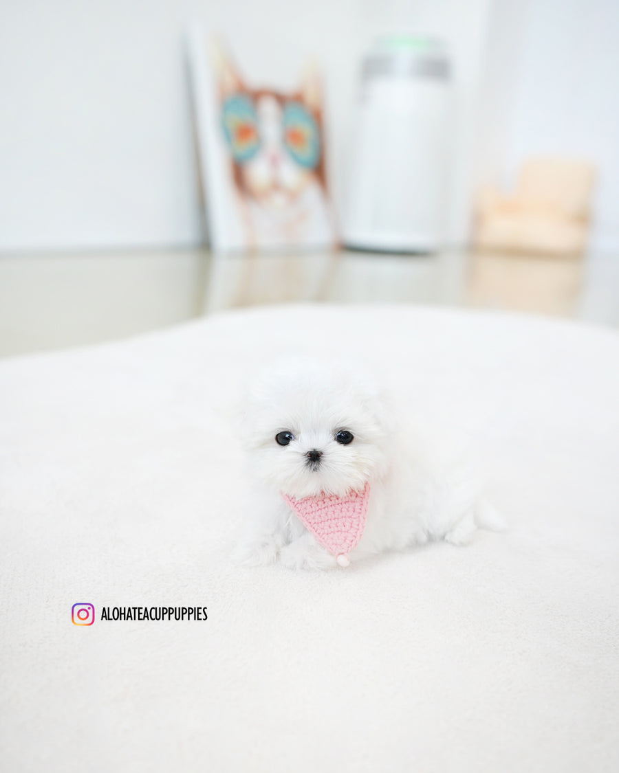 Moco [TEACUP MALTESE]