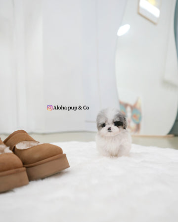 Miso [TEACUP MALTIPOO]