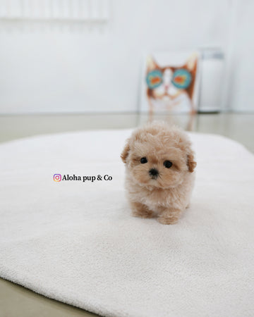 Nina [TEACUP MALTIPOO]