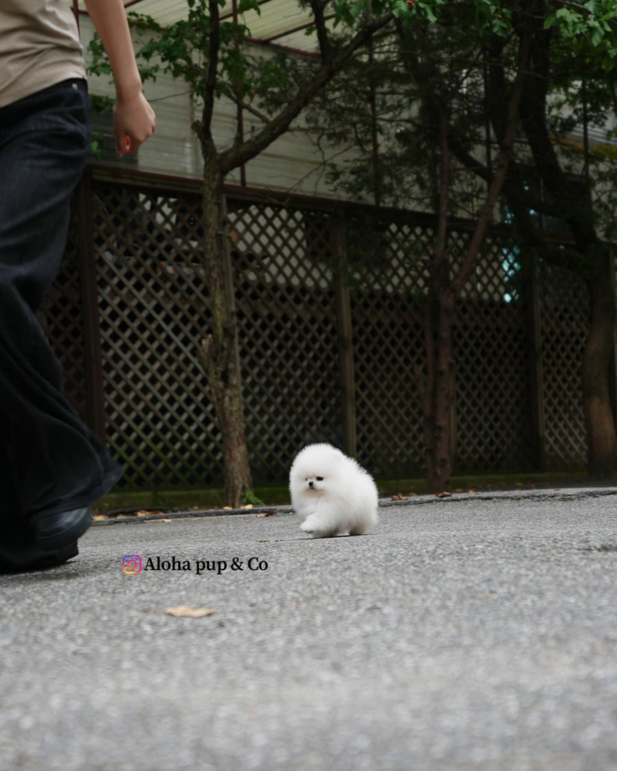 Milk [TEACUP POMERANIAN]