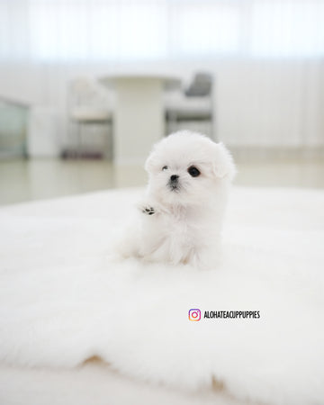 Juniper [TEACUP MALTESE]