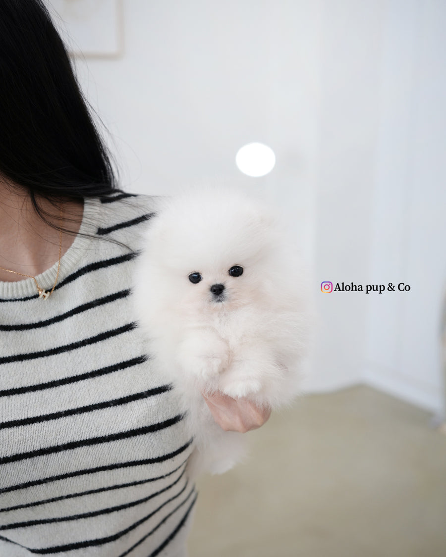 Loyal [TEACUP POMERANIAN]