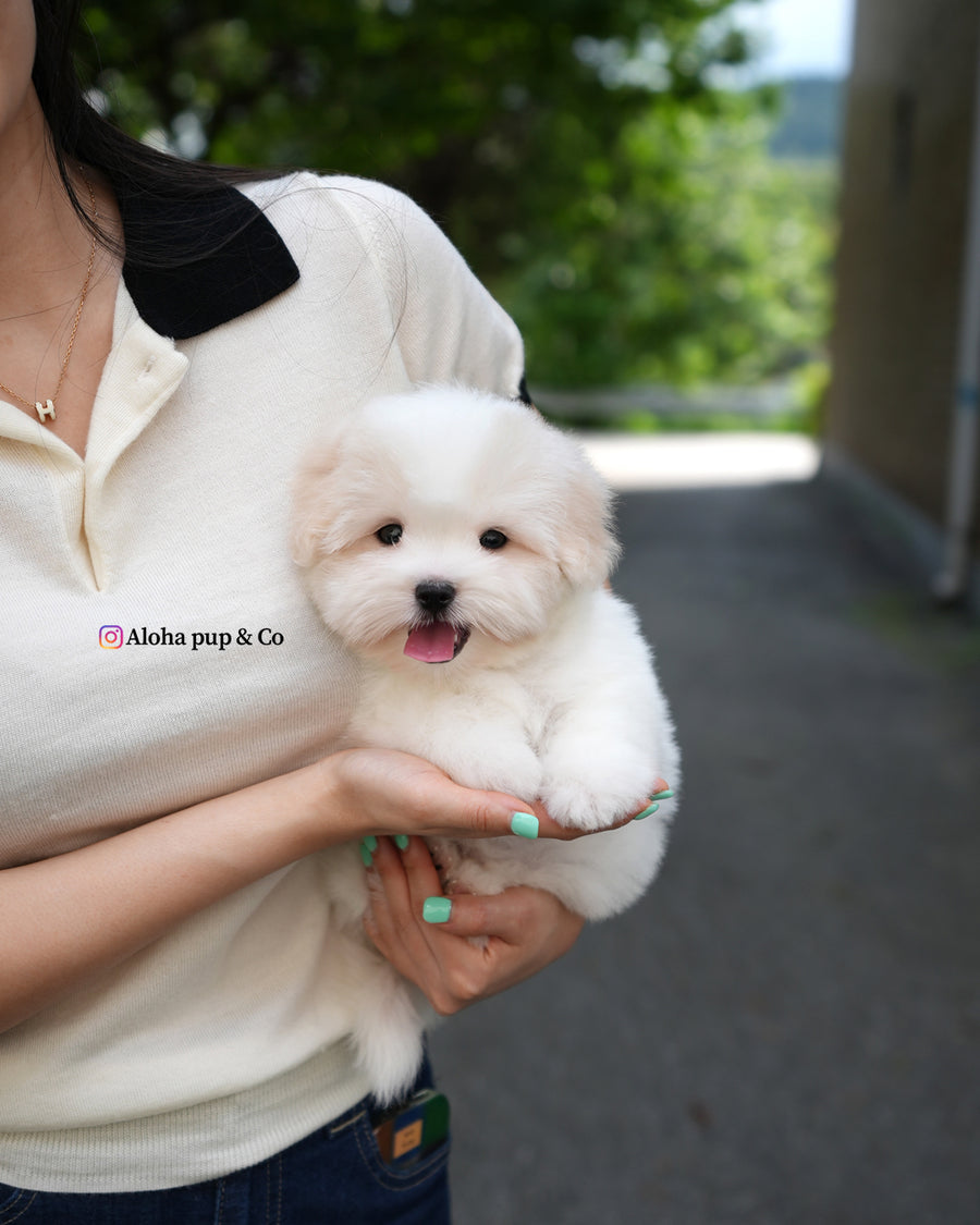 Goofy [Mini Coton de Tulear]