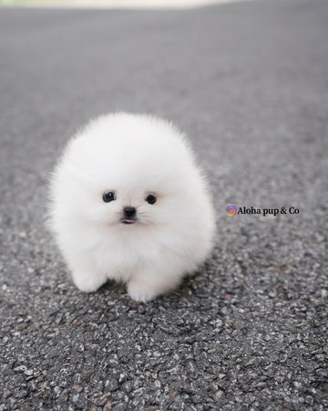 Lolly [TEACUP POMERANIAN]