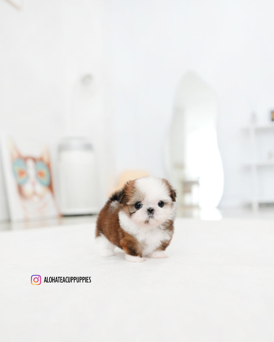 Pie [Mini Shih tzu]