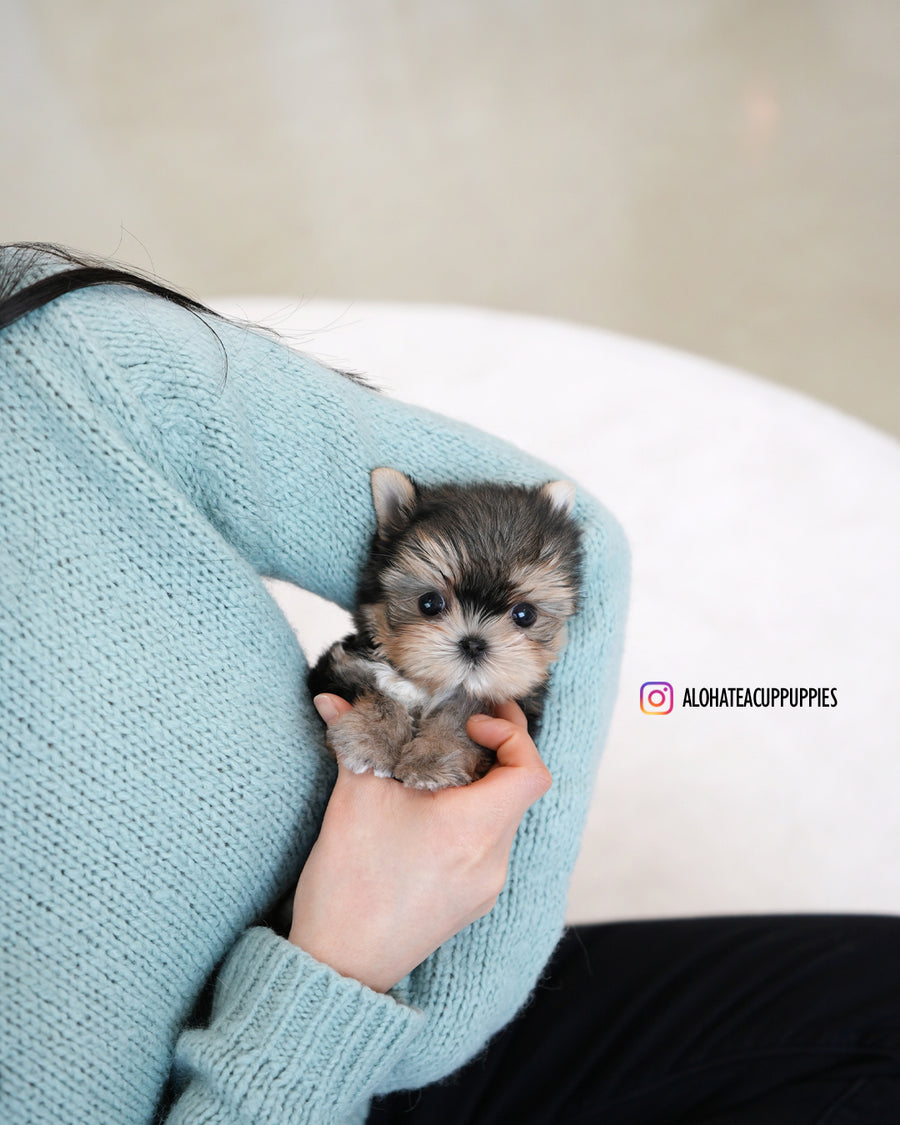 Mac [Teacup YORKIE]