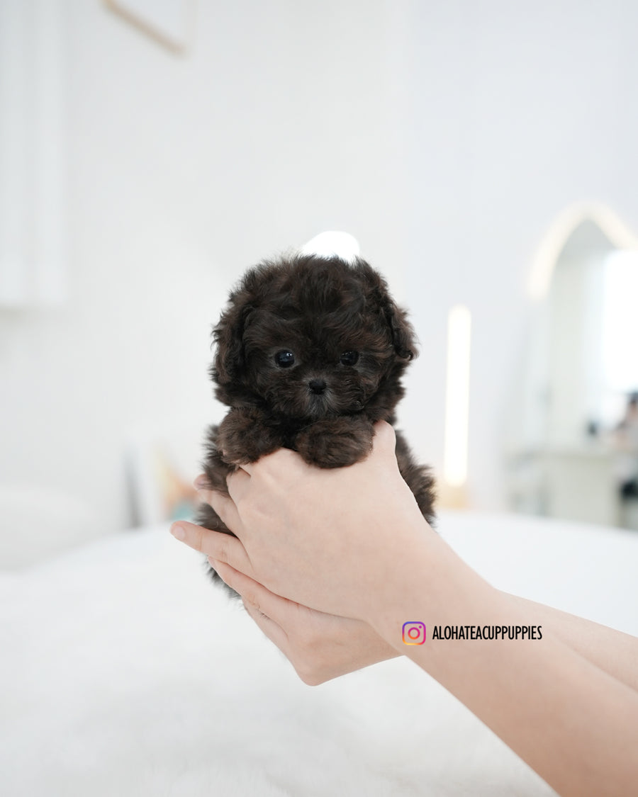 Melody [TEACUP POODLE]