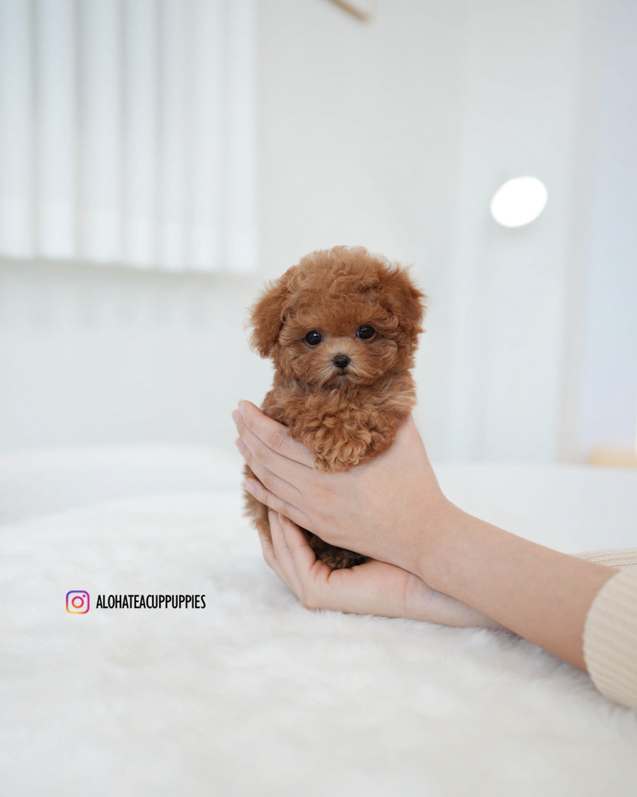 Kiel [TEACUP POODLE]