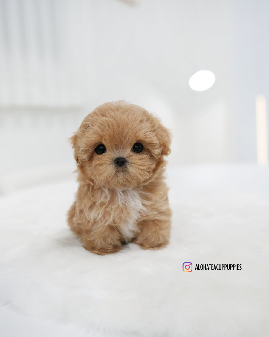 Mia [TEACUP MALTIPOO]