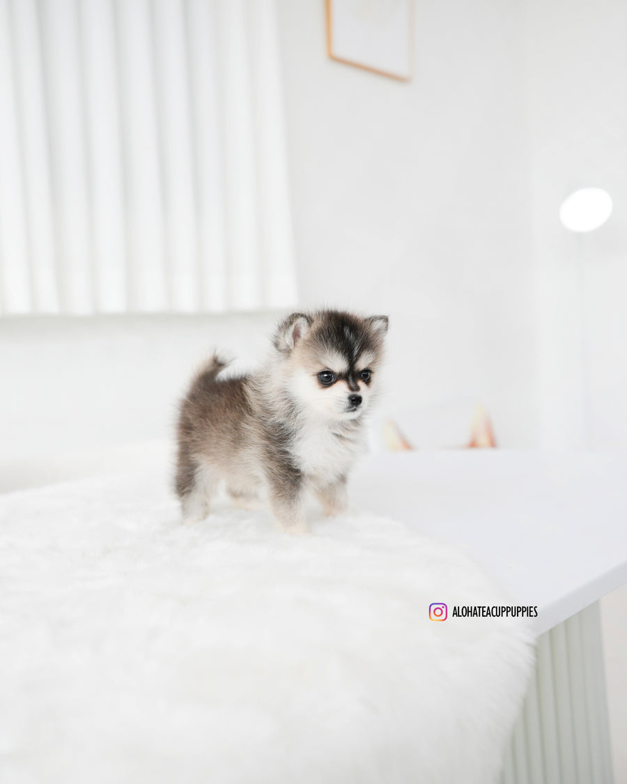 Edgar [TEACUP POMSKY]