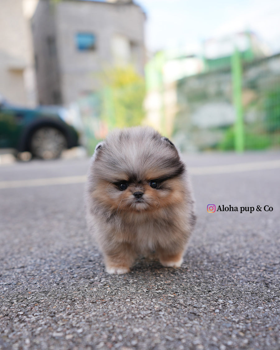 Luc [TEACUP POMERANIAN]