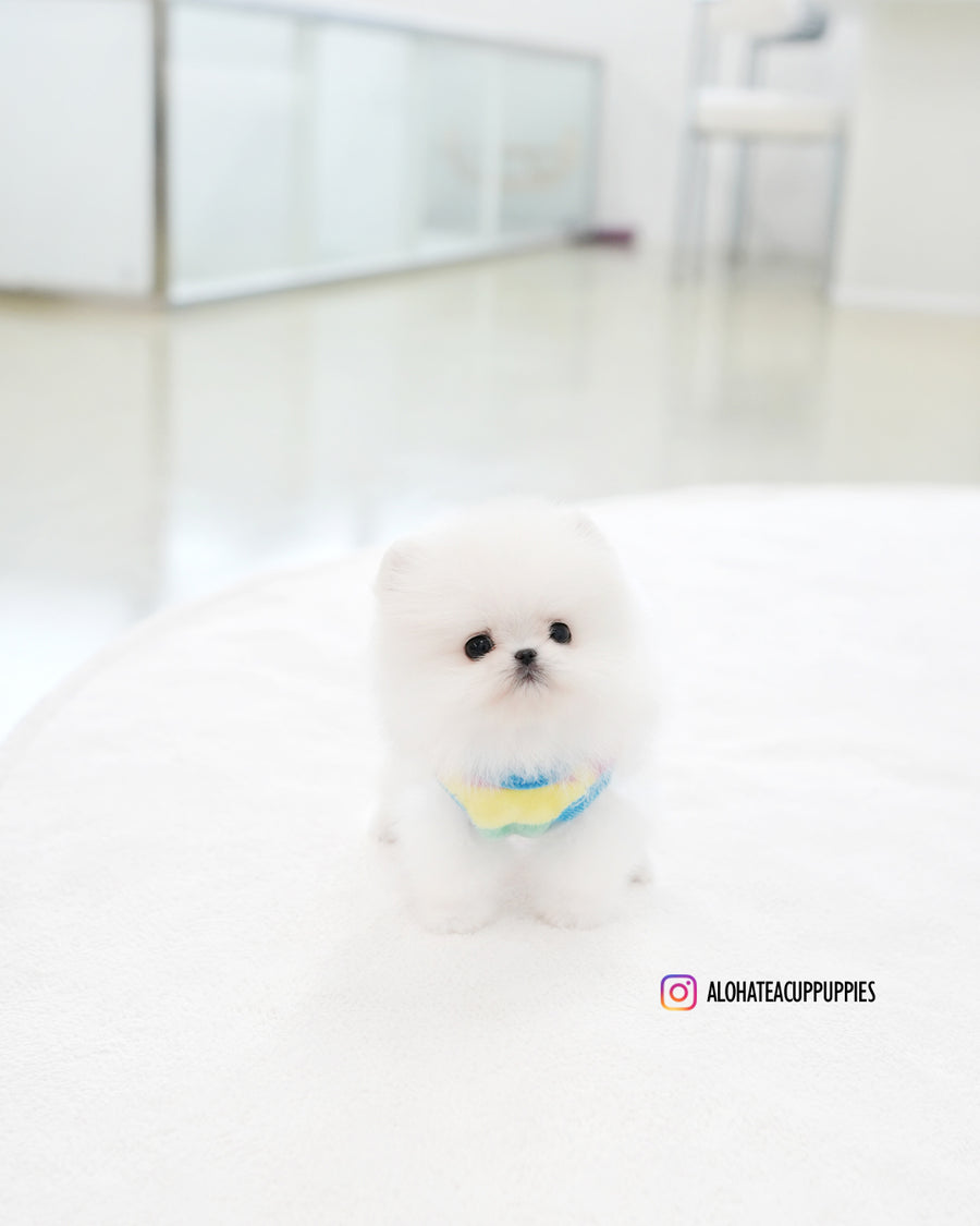 Milo [TEACUP POMERANIAN]