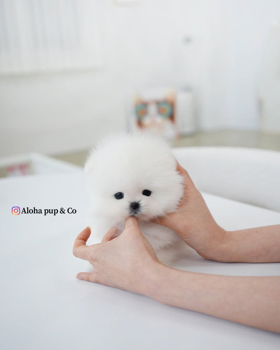Buster [TEACUP POMERANIAN]