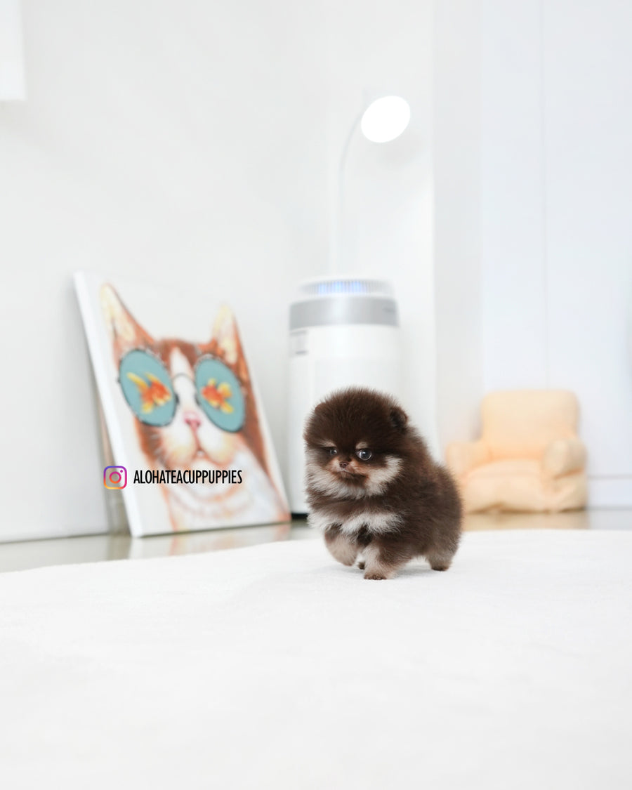 Gigi [TEACUP POMERANIAN]