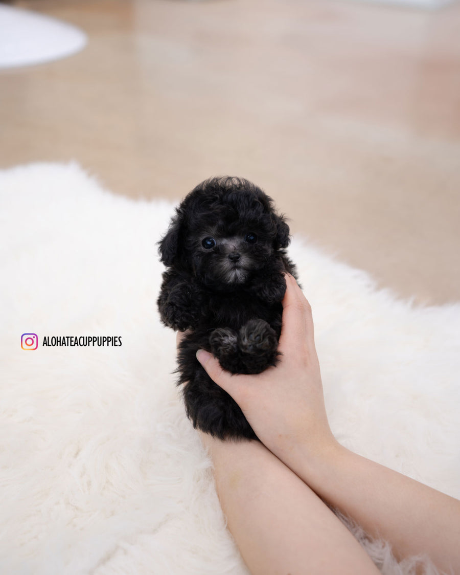 Eli [TEACUP POODLE]