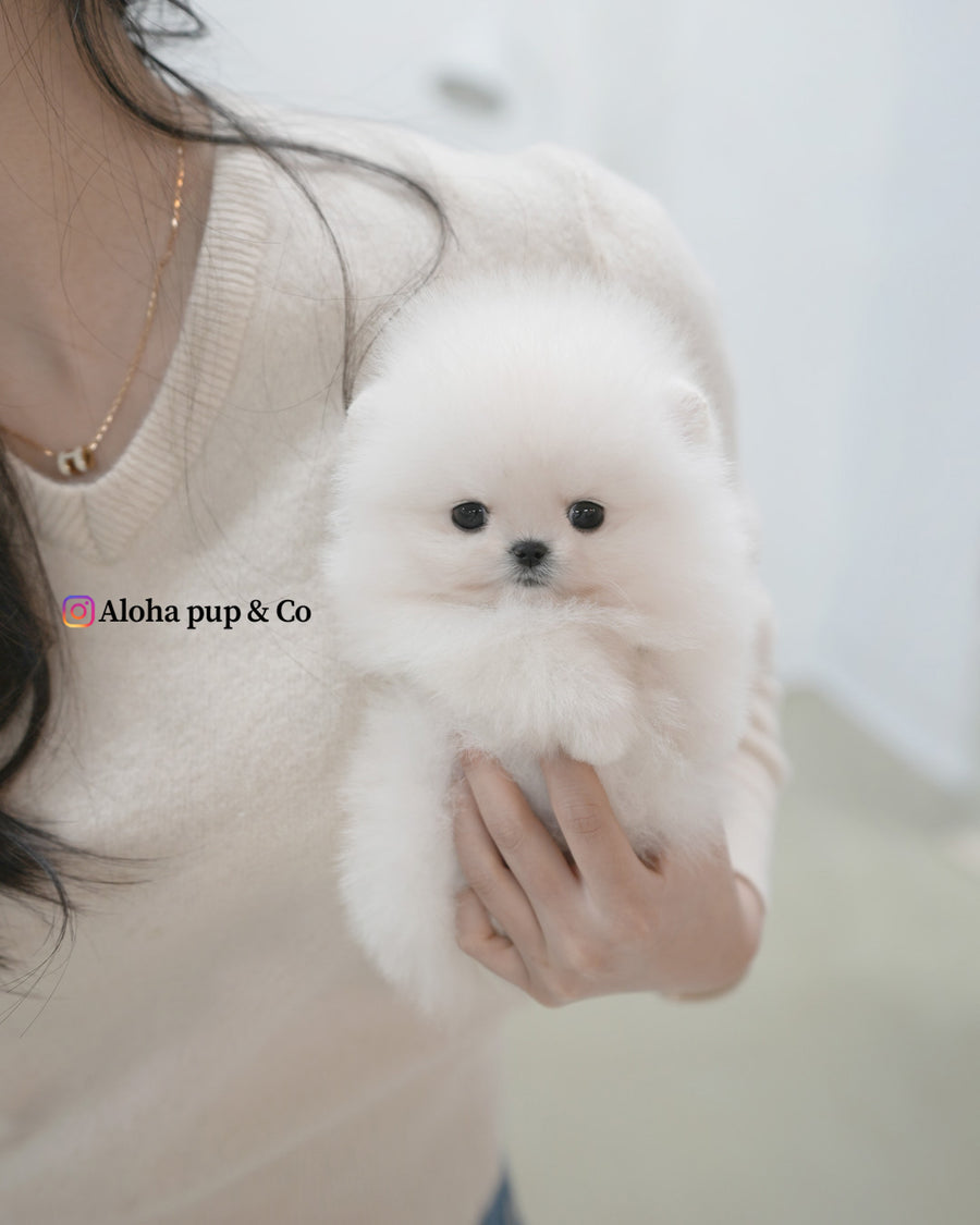 Roi [TEACUP POMERANIAN]