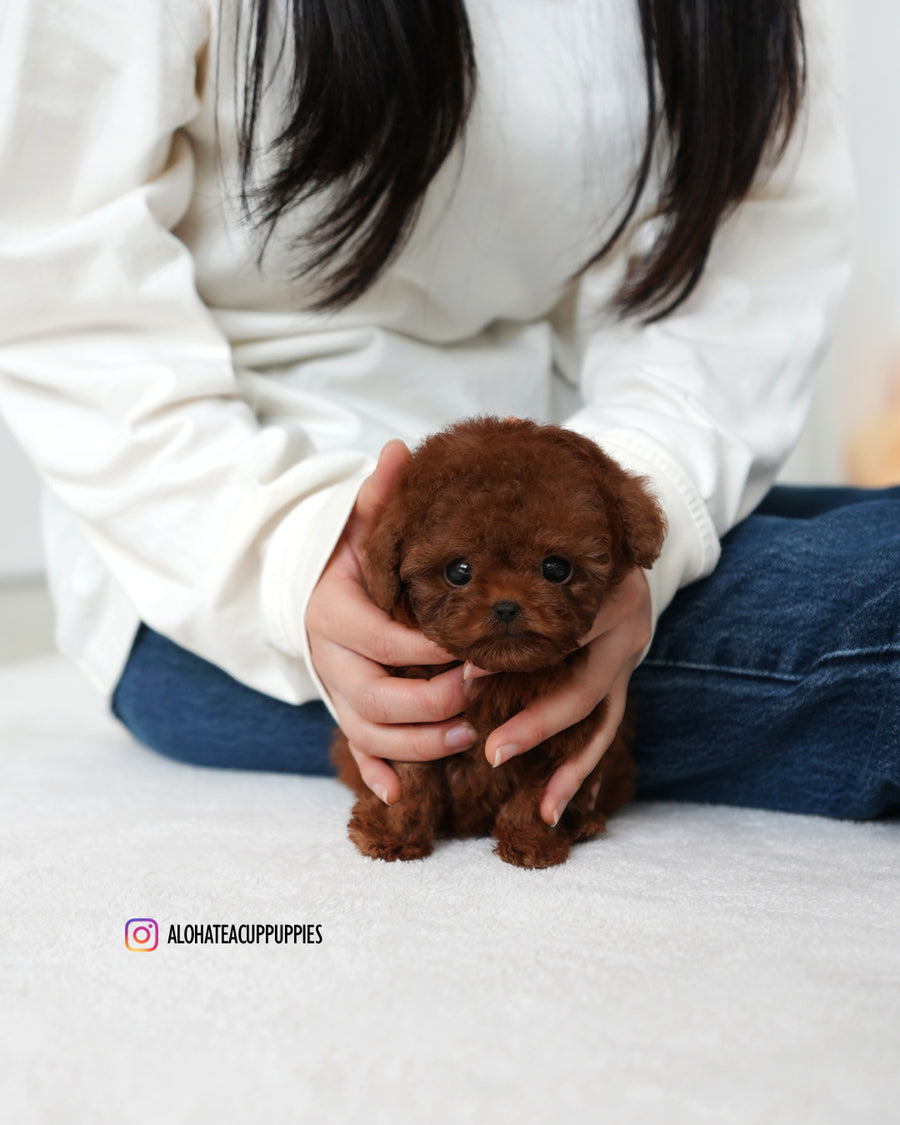 kitkat [TEACUP POODLE]