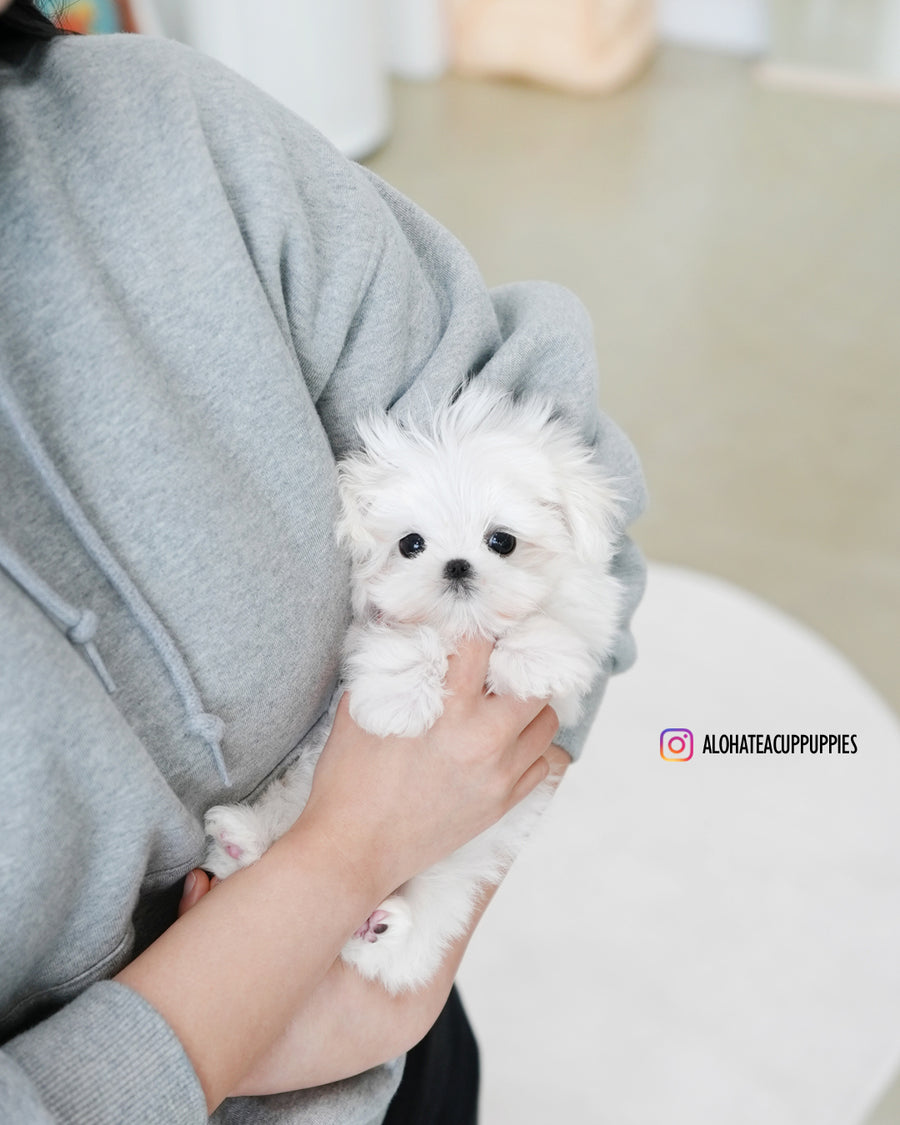 Daon [TEACUP MALTESE]