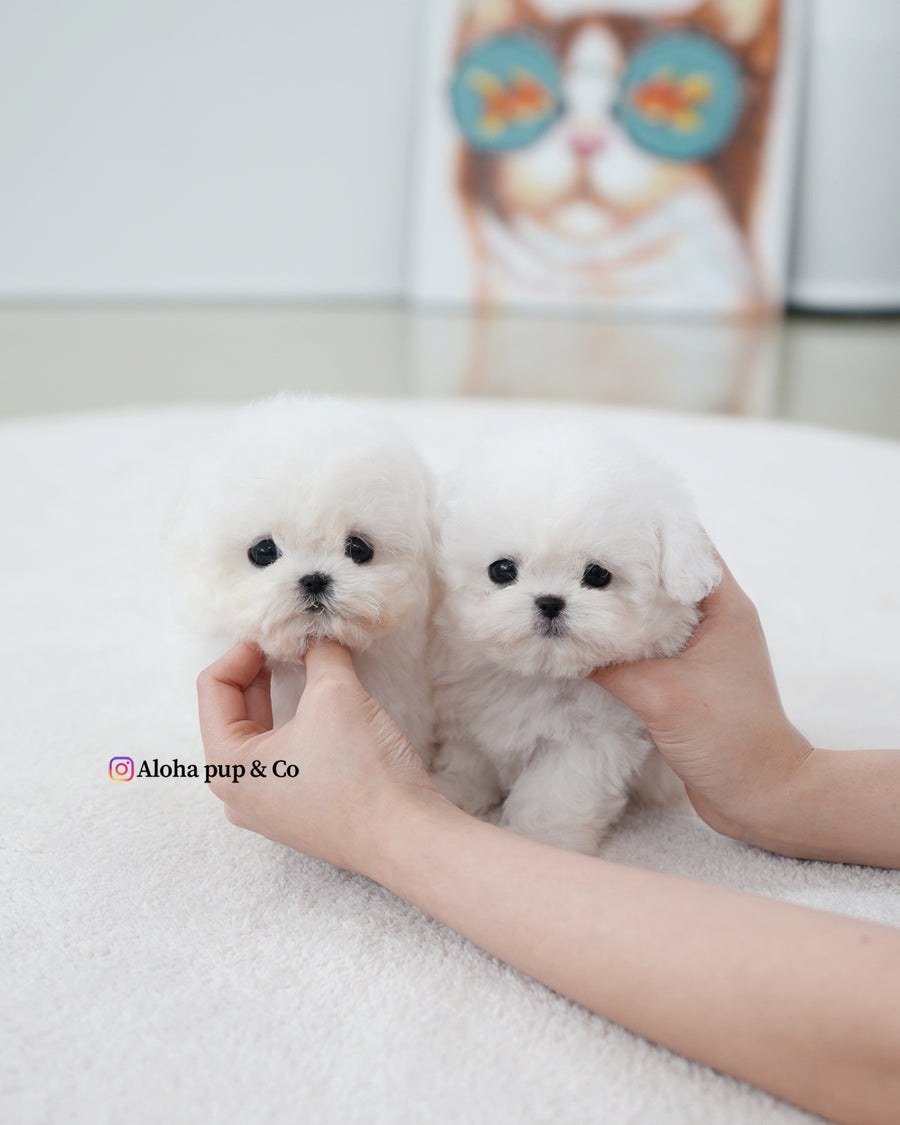 Max [TEACUP BICHON]