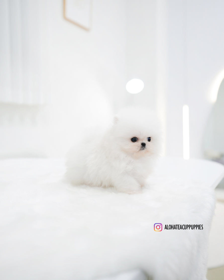 Maru [TEACUP POMERANIAN]