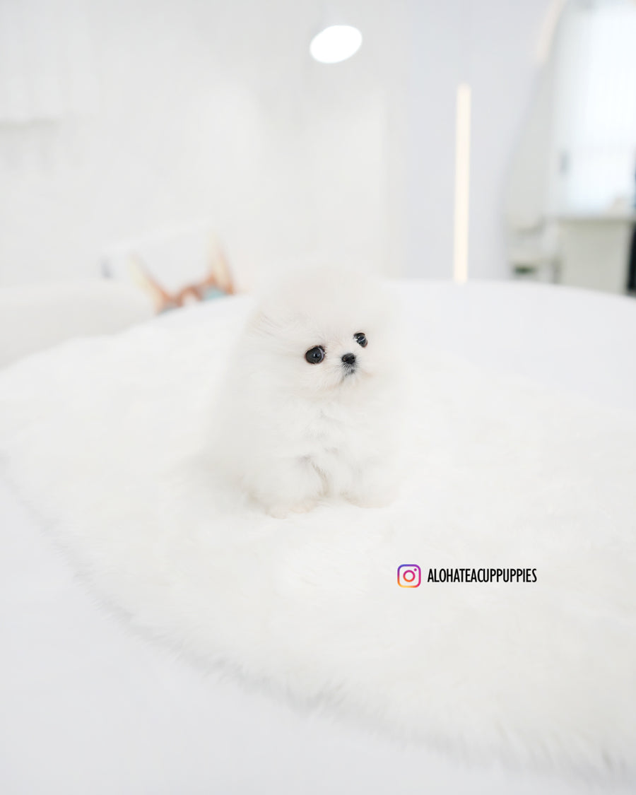 Enfant [TEACUP POMERANIAN]