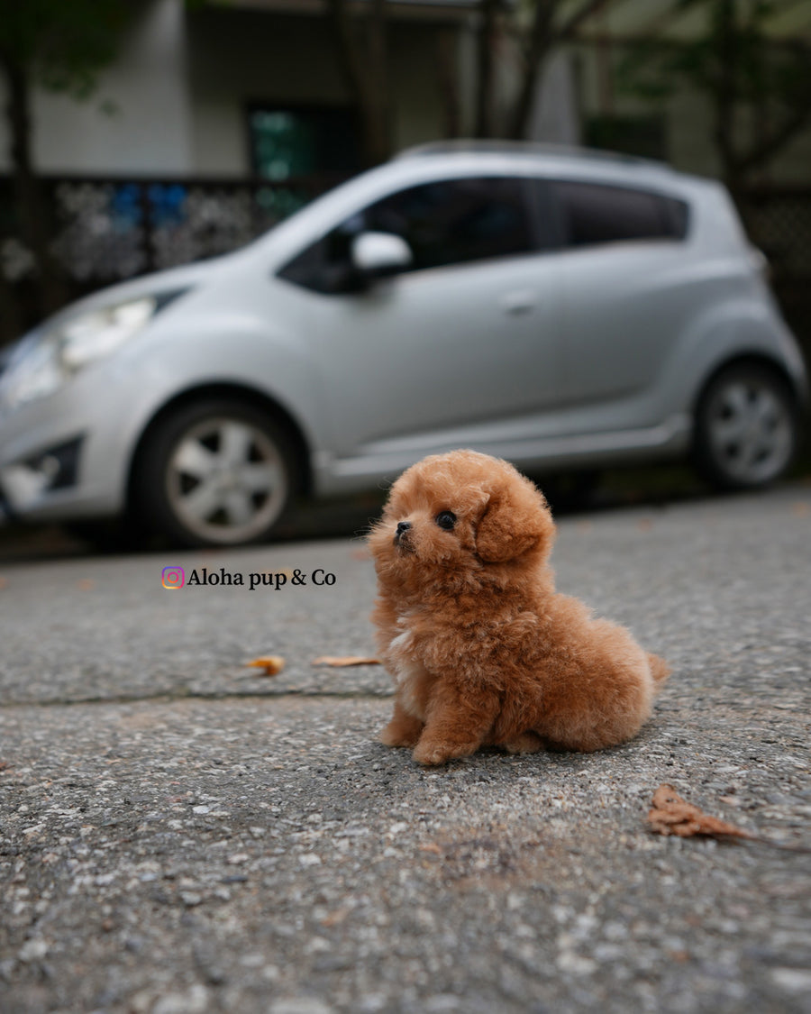 Orin [TEACUP POODLE]