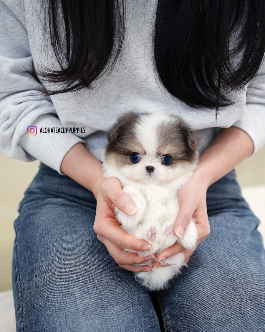 Puff [TEACUP Maltipom]