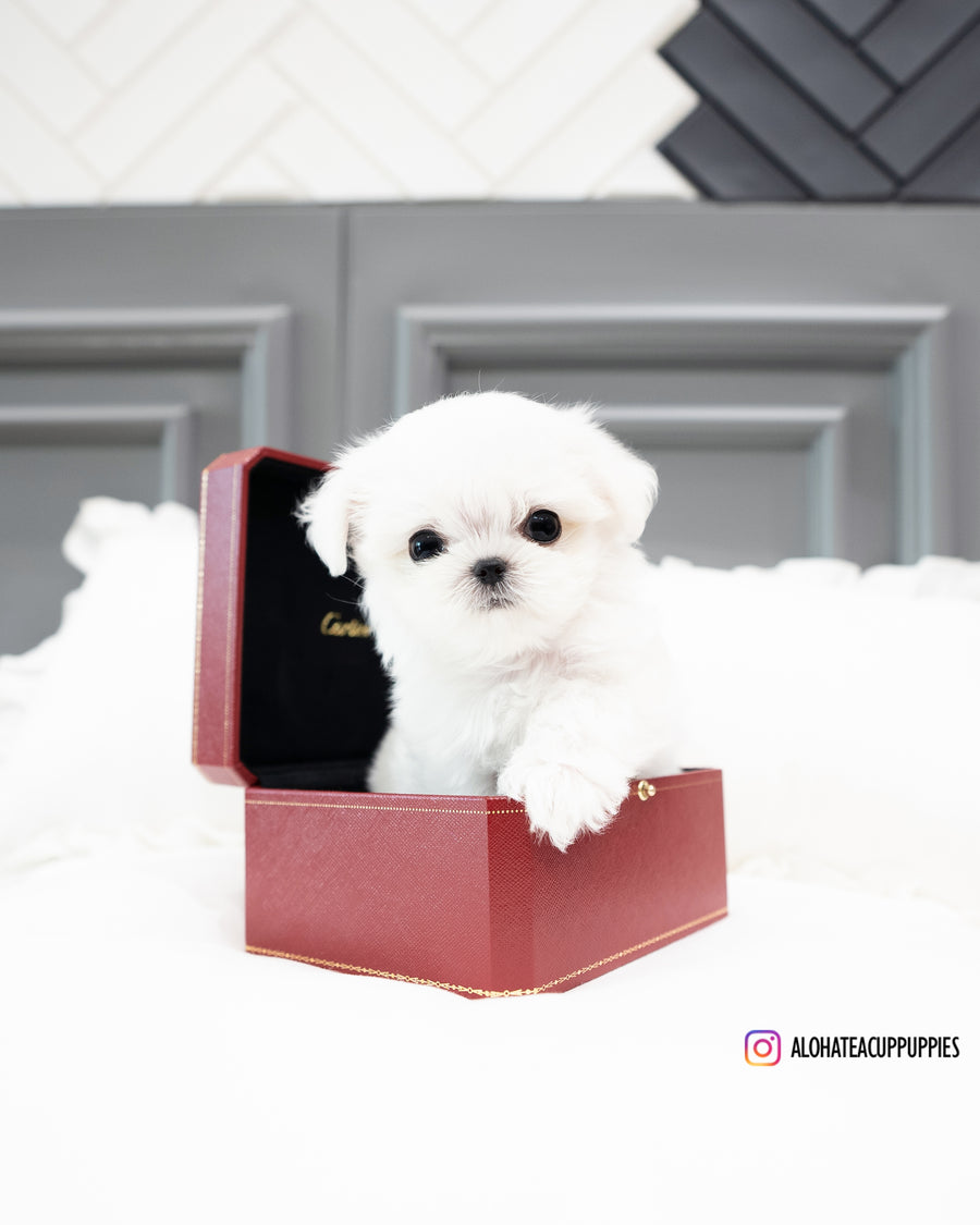 Snow [TEACUP MALTESE]