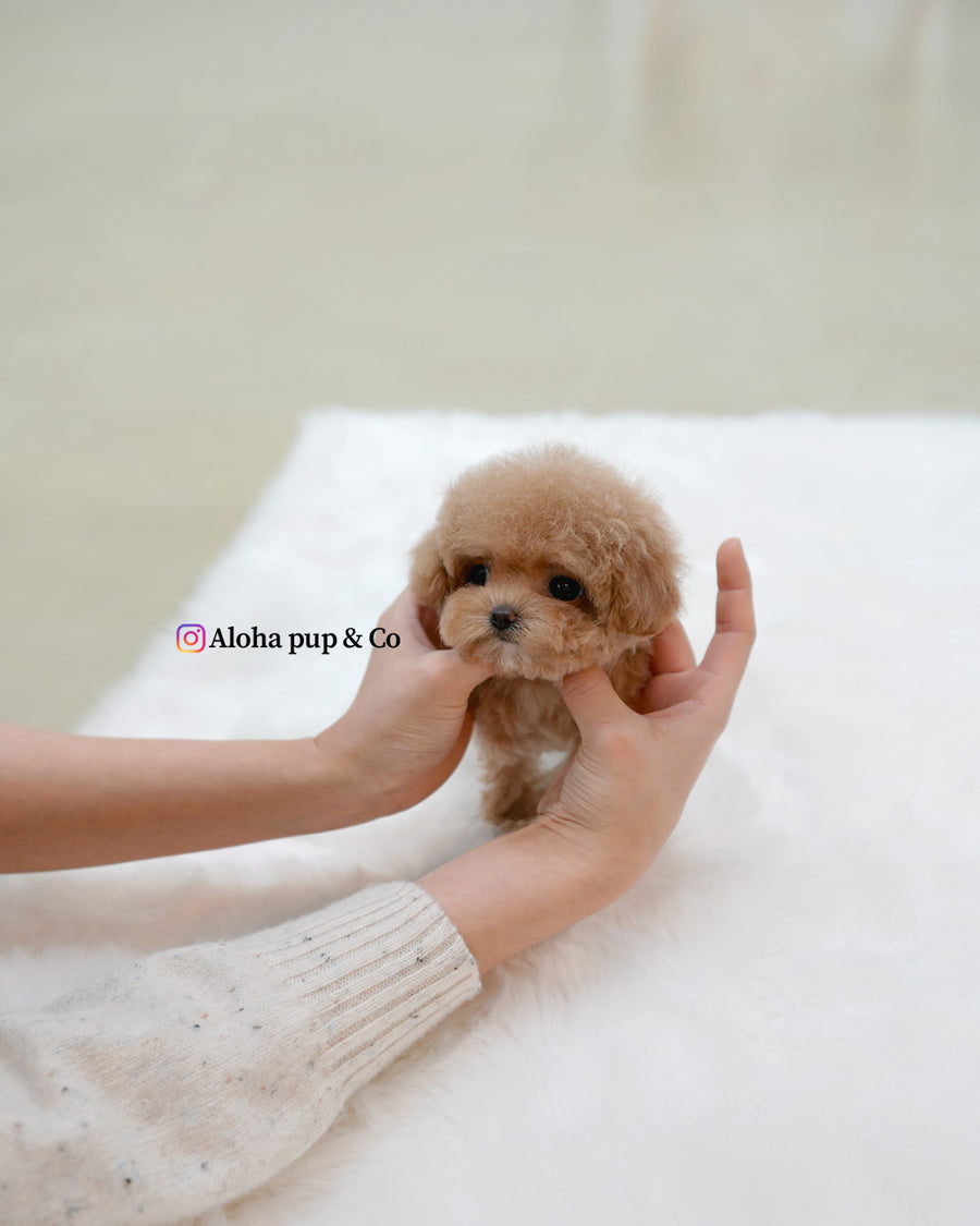 Waffle [TEACUP POODLE]