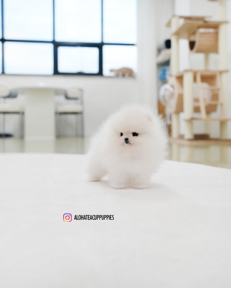 Rocco [TEACUP POMERANIAN]