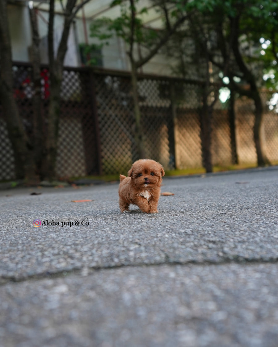 Versace [TEACUP MALTIPOO]