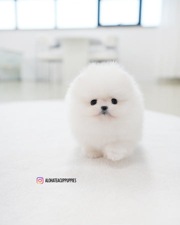 Bianca [TEACUP POMERANIAN]