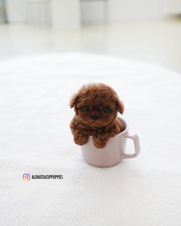 Pepsi [TEACUP POODLE]