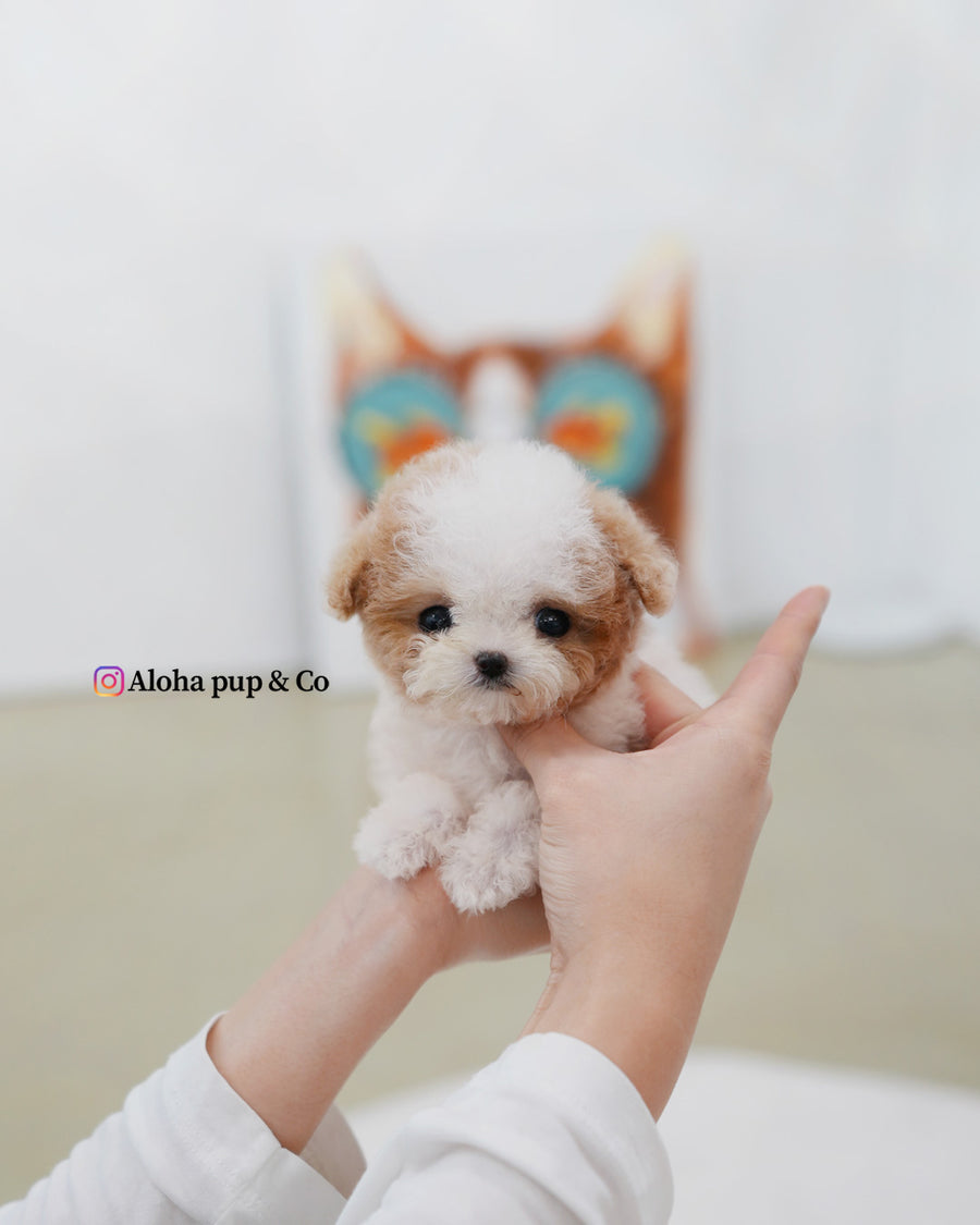 Apple [TEACUP MALTIPOO]