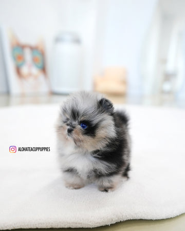 Benny [TEACUP POMERANIAN]