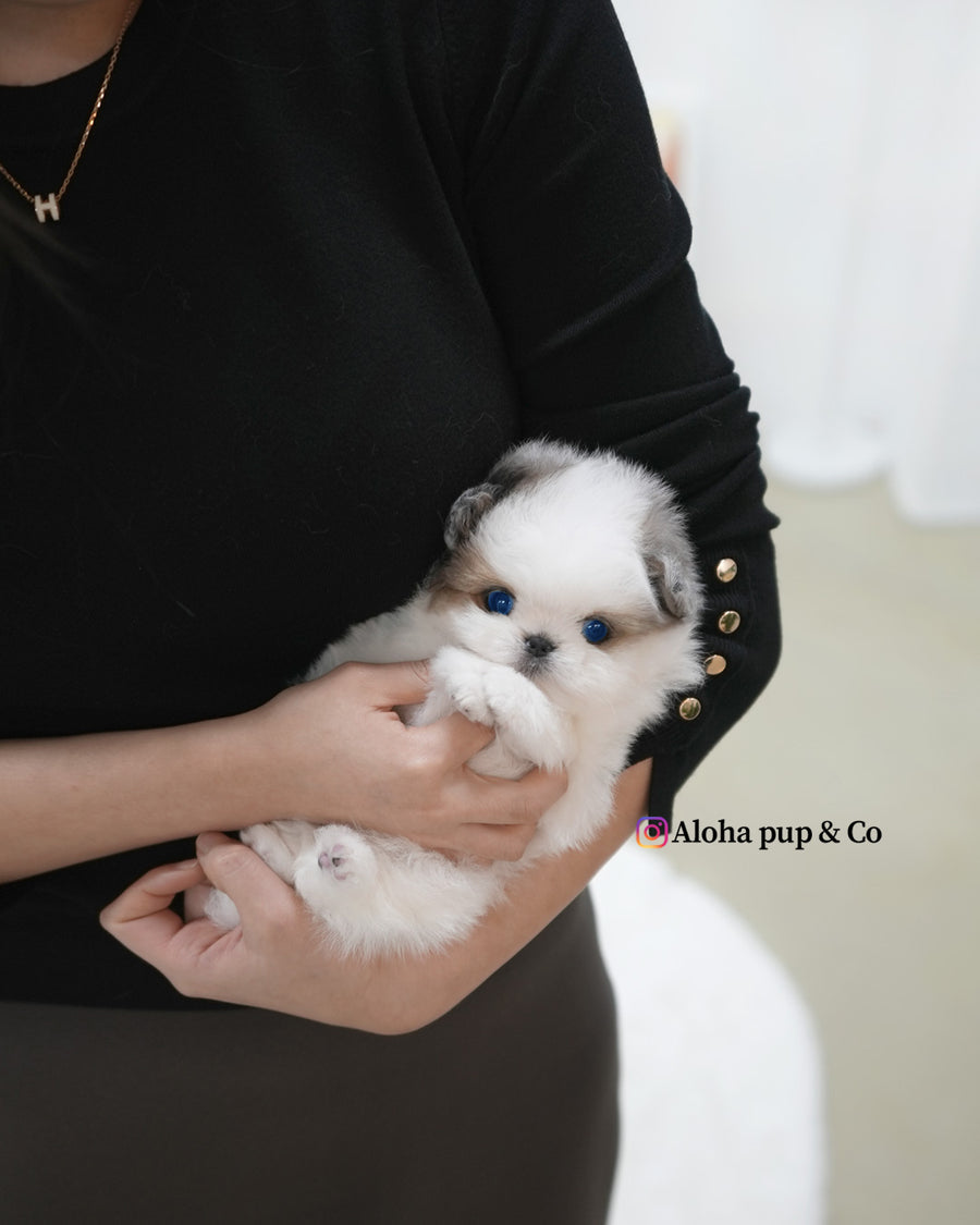 Star [TEACUP Maltipom]