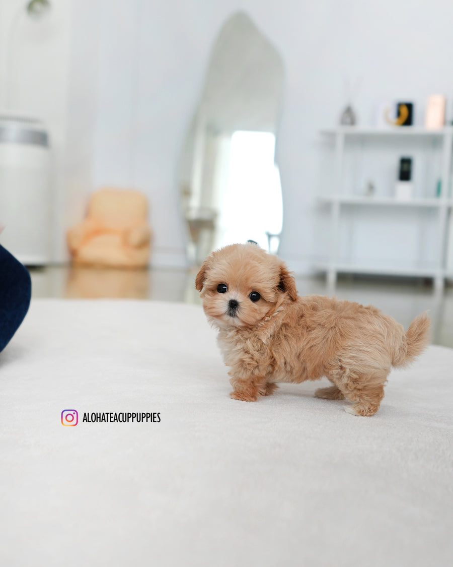 Orion [TEACUP MALTIPOO]
