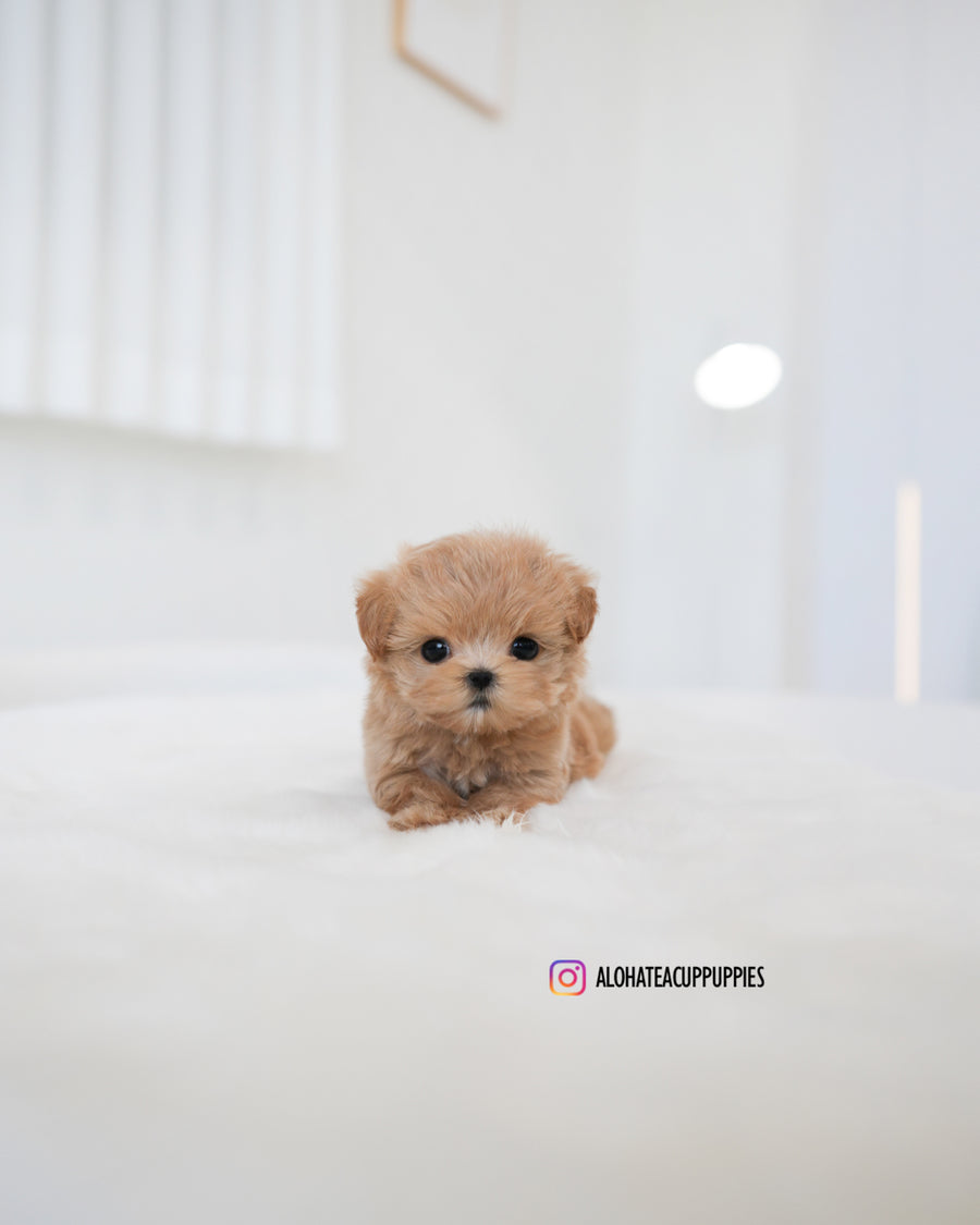 Muffin [TEACUP MALTIPOO]