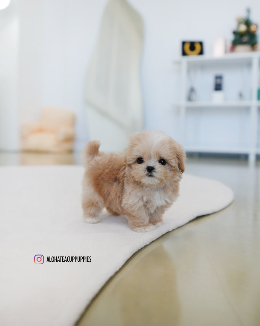 Latte [TEACUP MALTIPOO]