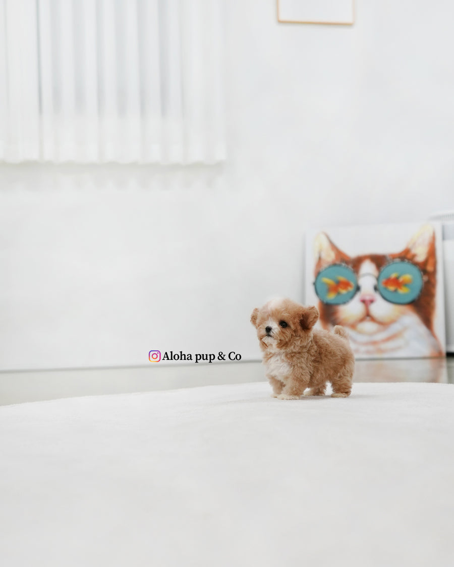 Tory [TEACUP POODLE]