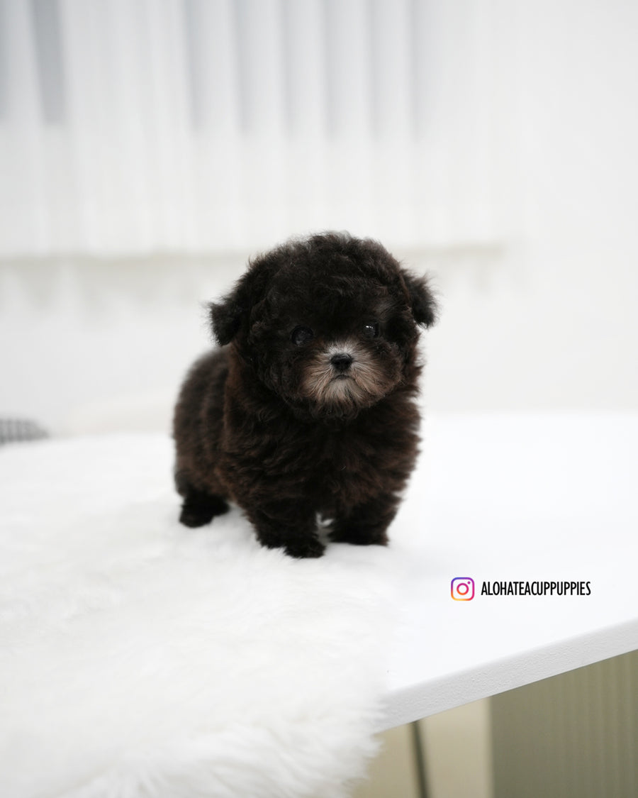 Bentley [TEACUP POODLE]