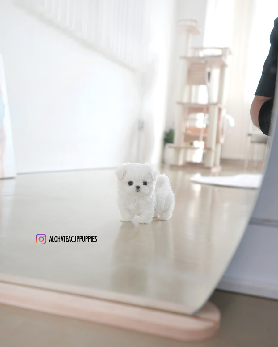 Rui [TEACUP MALTESE]