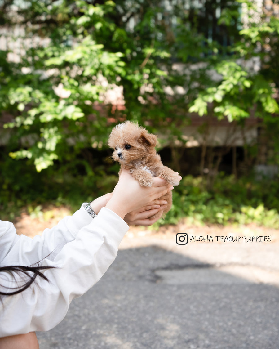 Vincent [TEACUP MALTIPOO]