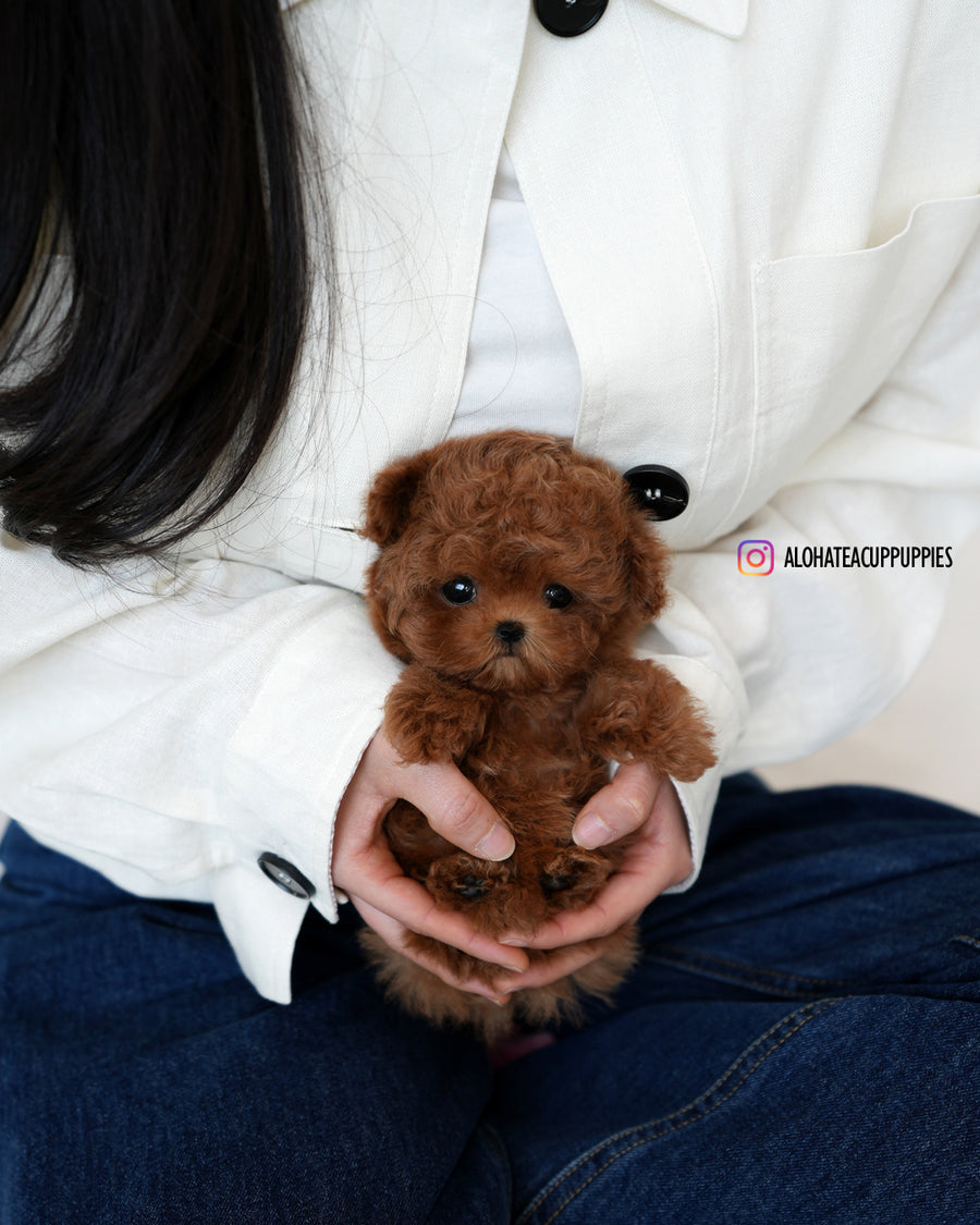 Finn [TEACUP MALTIPOO]