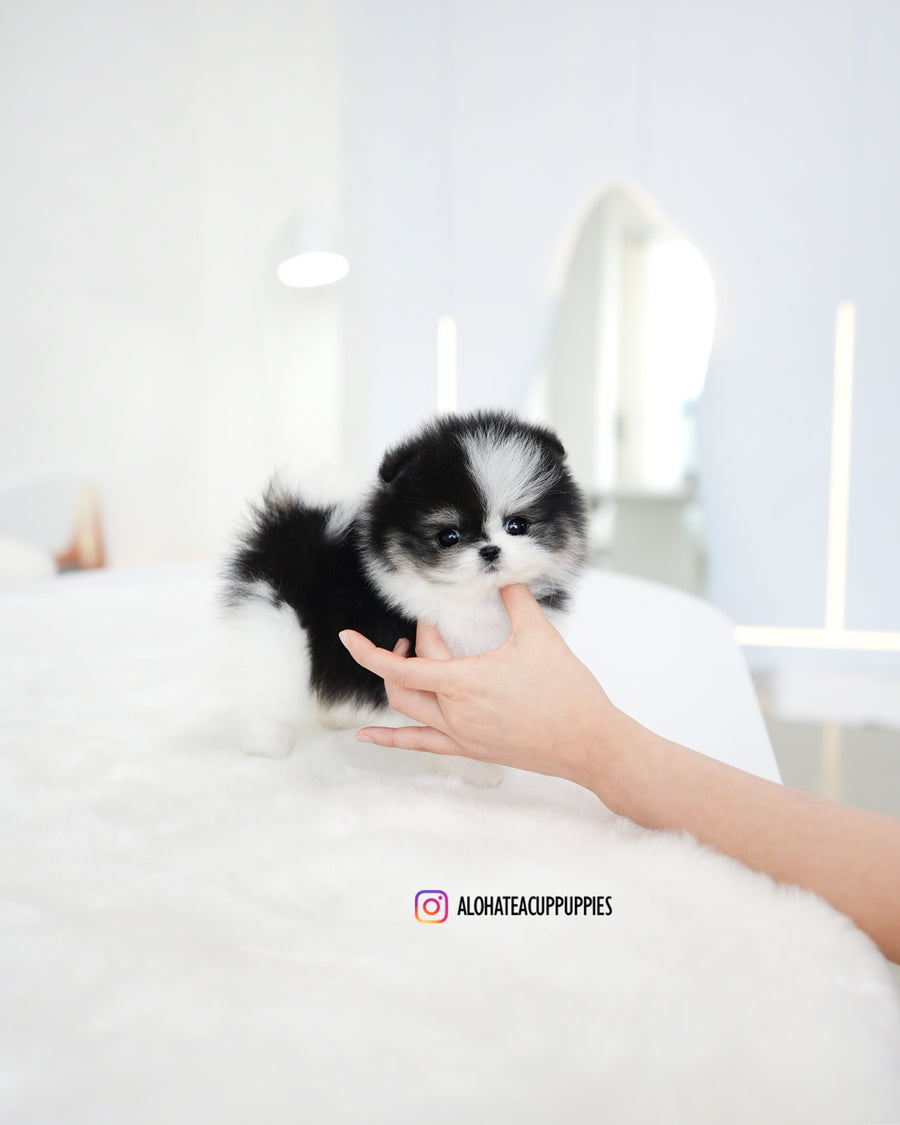 Linda [TEACUP POMERANIAN]