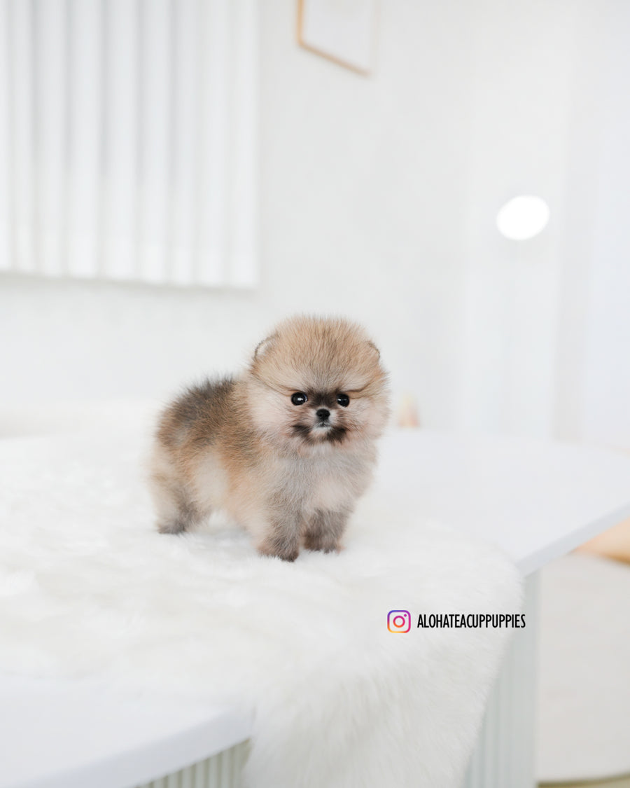 Tiramisu [TEACUP POMERANIAN]