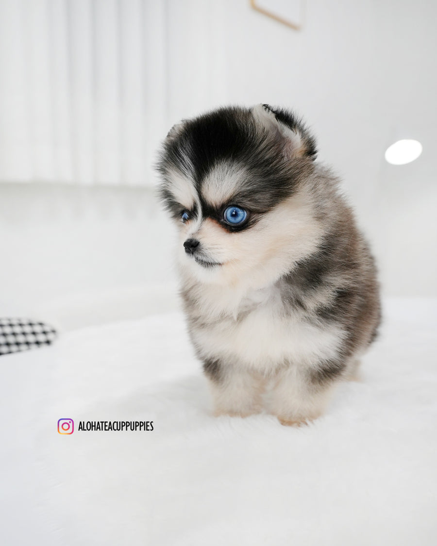 Lala [TEACUP POMSKY]